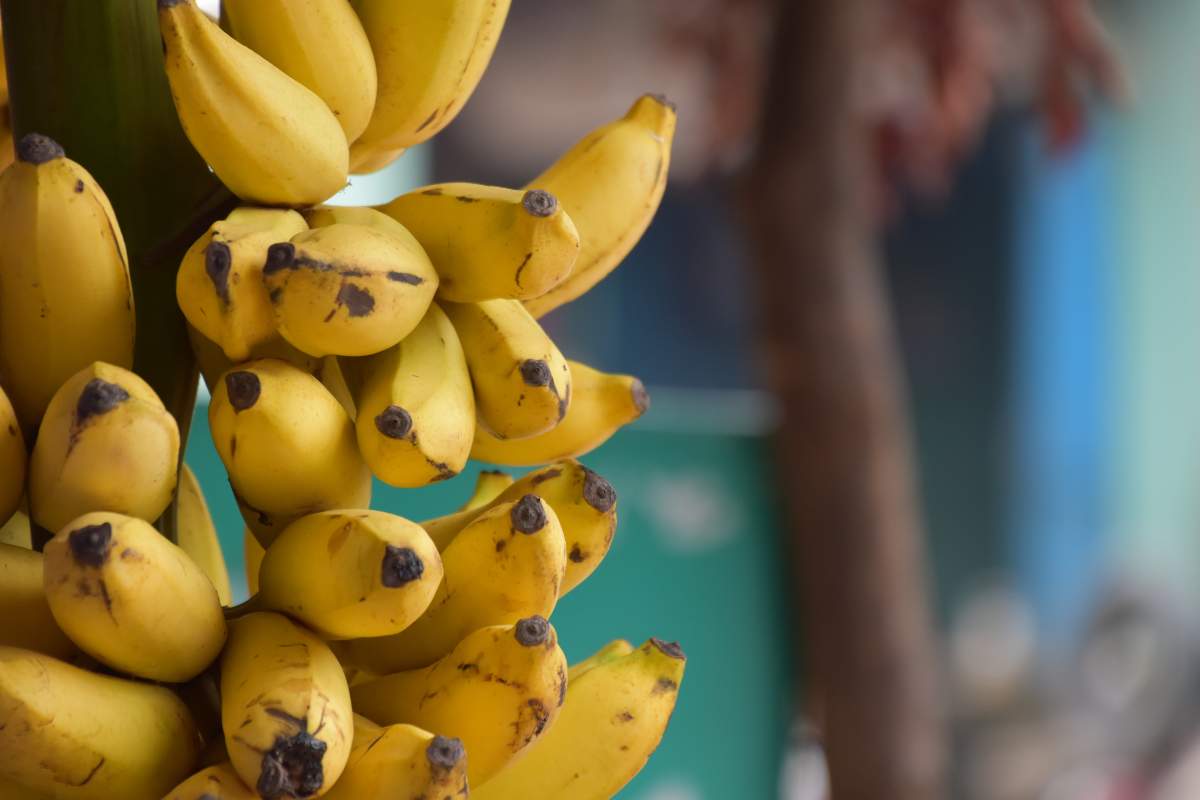 banane et prostate lien (2)