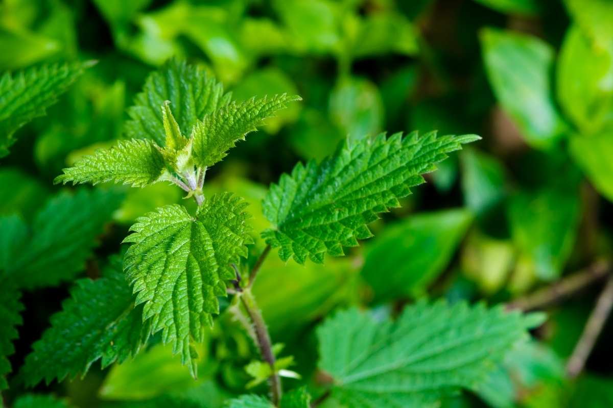 Comment créer un jardin de plantes sauvages